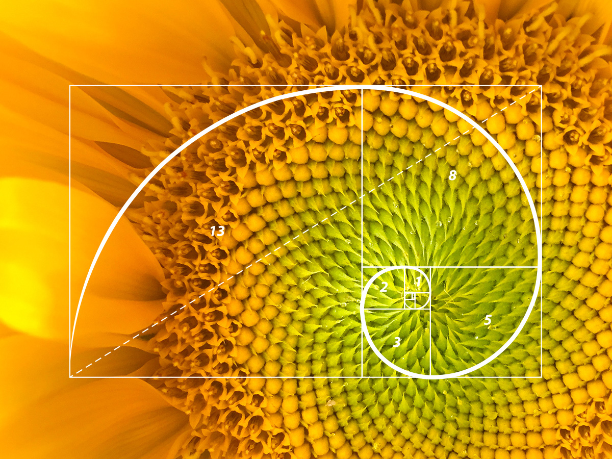 fibonacci sequence in nature pinecone